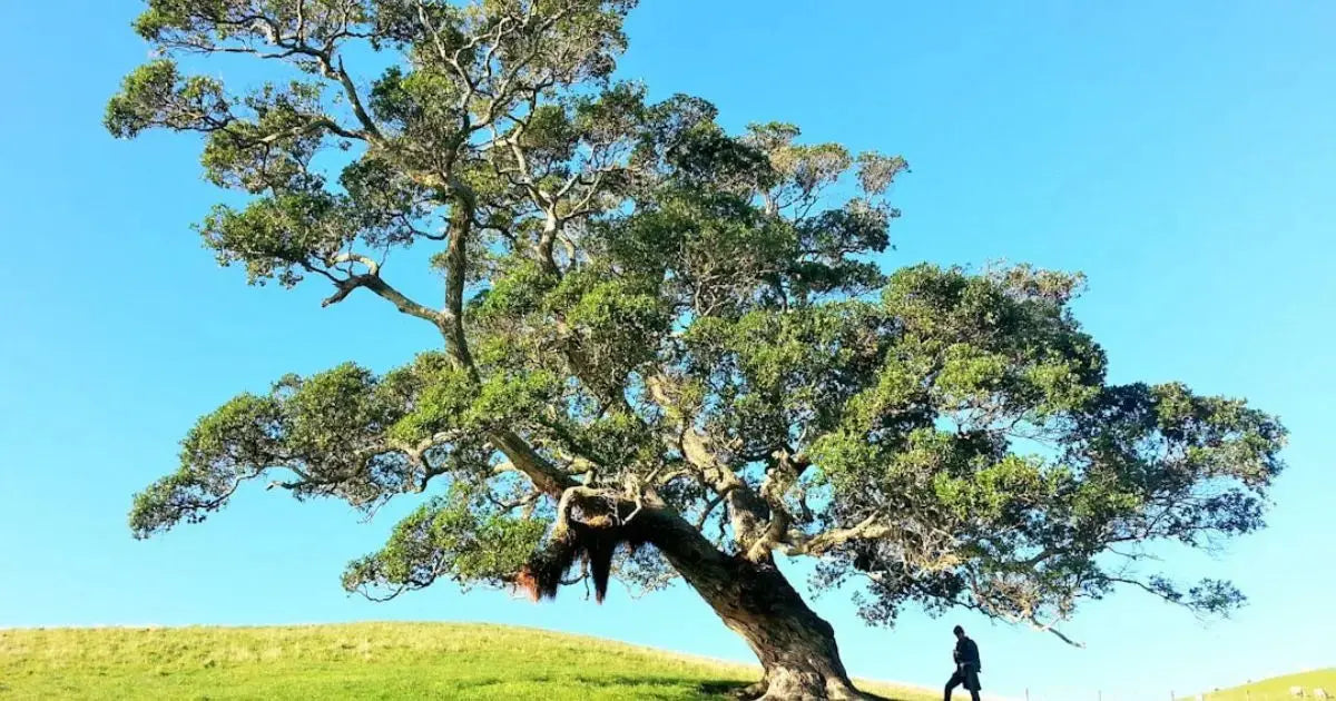 Large Sandalwood Tree with blue background an a man under