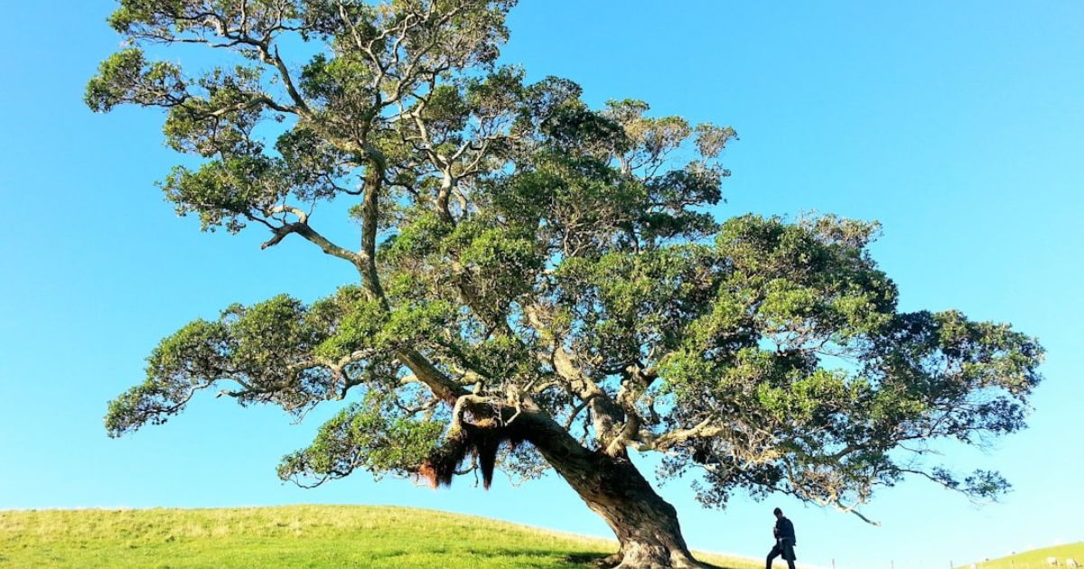 Sandalwood Essential Oil: A Journey Through History & Benefits
